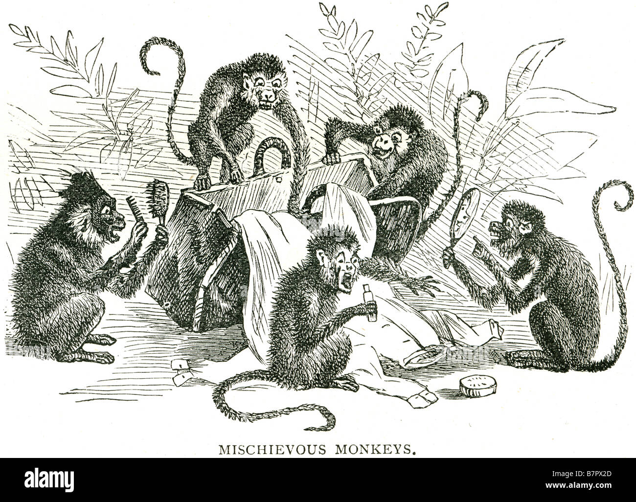 Primat des singes malicieux disant rumaging volés en dehors de la faune curieuse été la nature de l'outilsi Banque D'Images