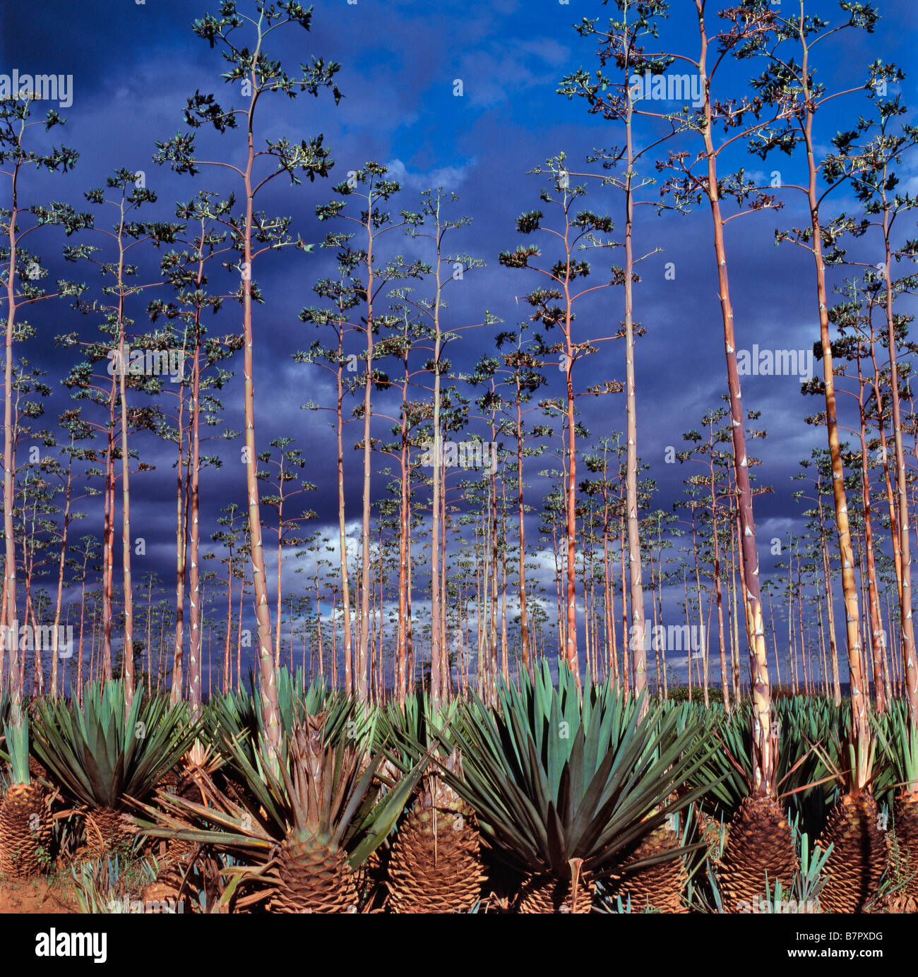 Afrique, Kenya, Province de Liège, Mogotio. Plantation de sisal à Mogotio dans la province de la vallée du rift du Kenya. Banque D'Images