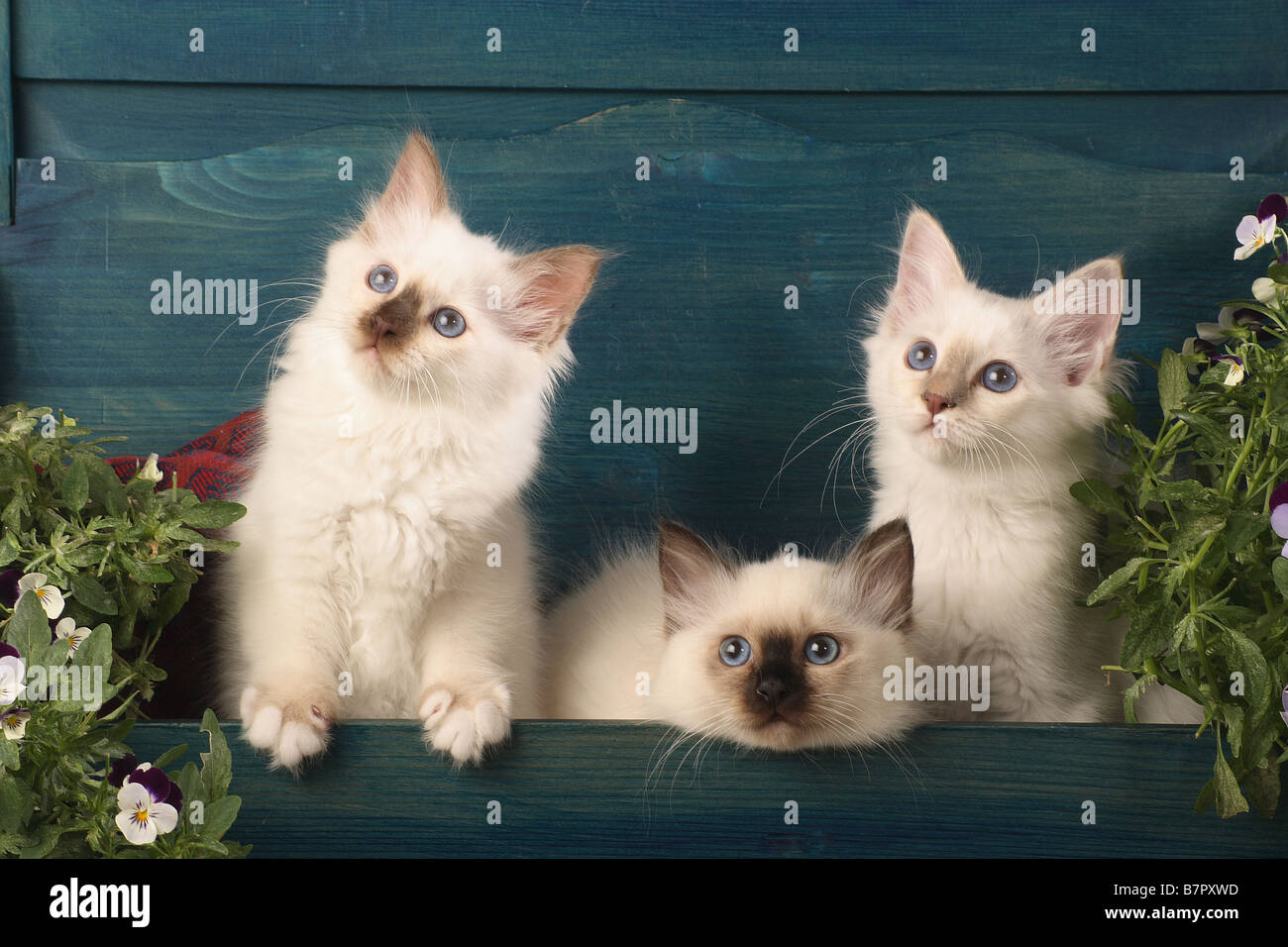 Chat Sacré de Birmanie - trois chatons assis dans un coffret en bois Banque D'Images Chat Sacré de Birmanie - trois chatons assis dans un coffret en bois Banque D'Images