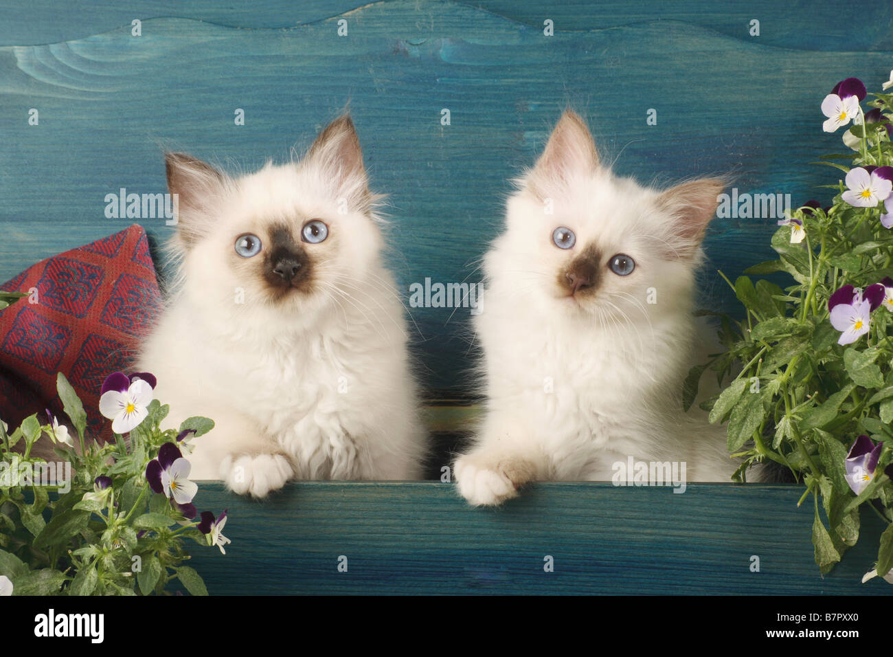 Chat Sacré de Birmanie - deux chatons dans un coffret en bois Banque D'Images Chat Sacré de Birmanie - deux chatons dans un coffret en bois Banque D'Images
