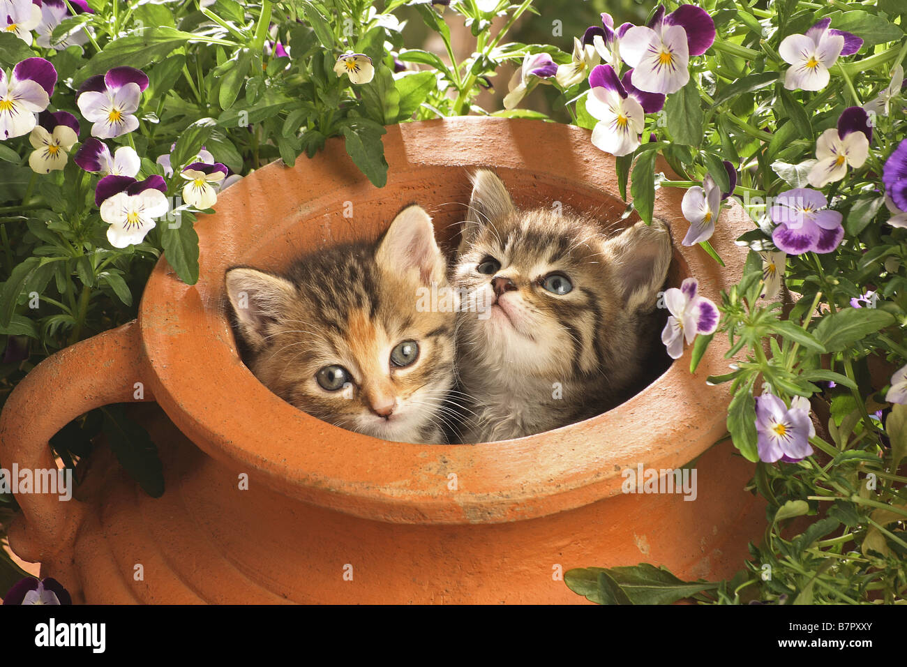 Deux chatons tabby dans pot en argile Banque D'Images Deux chatons tabby dans pot en argile Banque D'Images