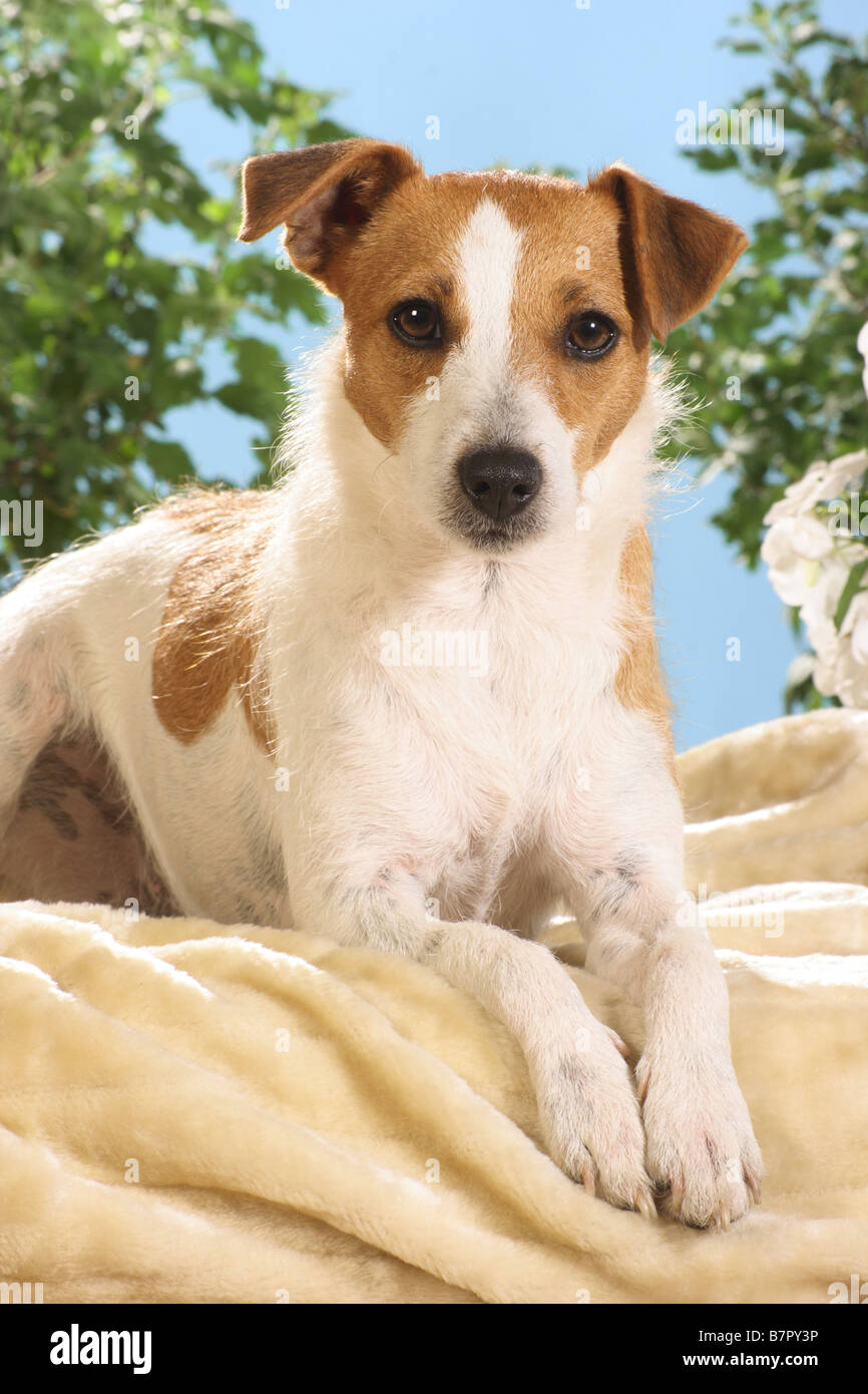 Jack Russell Terrier - lying on blanket Banque D'Images Jack Russell Terrier - lying on blanket Banque D'Images