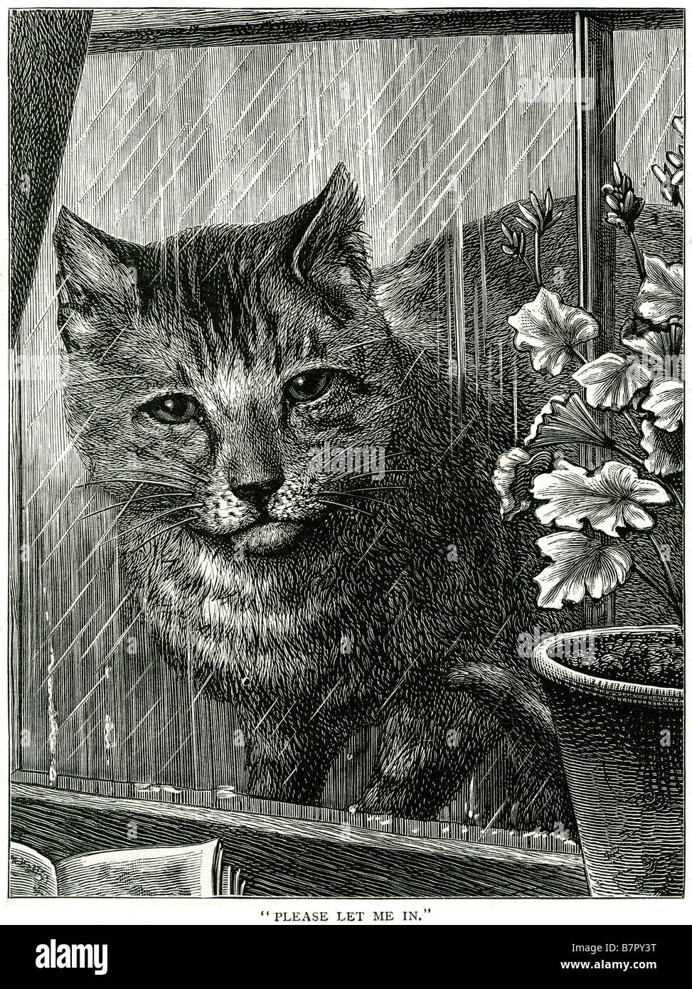 Pluie Pluie cat en lock-out de fenêtre tom chaton veuillez en hiver à l'extérieur félin humide Printemps Automne animal désespéré Banque D'Images Pluie Pluie cat en lock-out de fenêtre tom chaton veuillez en hiver à l'extérieur félin humide Printemps Automne animal désespéré Banque D'Images