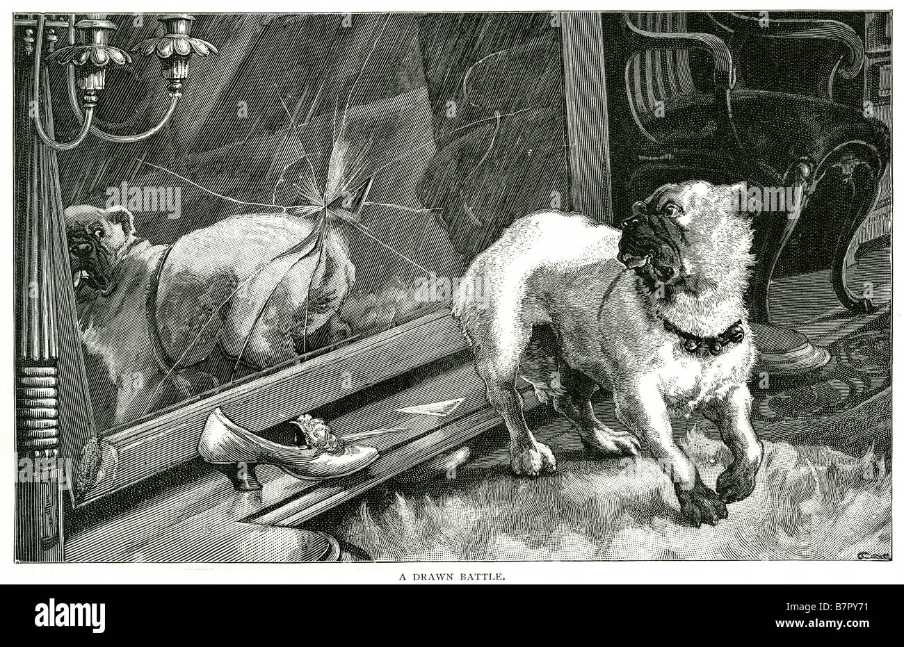 Le PUG dog reflet miroir à l'intérieur d'une table appelée bataille animal animal animal domestique canin maison petit truand Banque D'Images