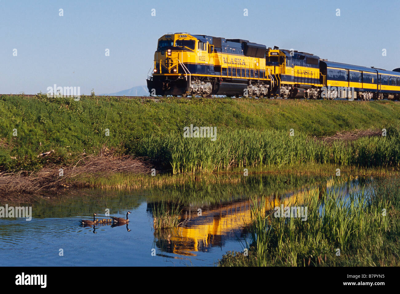 Alaska Railroad Passenger train le long Seward Highway près de Potter Marsh w/famille de Bernaches du Canada dans l'étang d'été AK Banque D'Images
