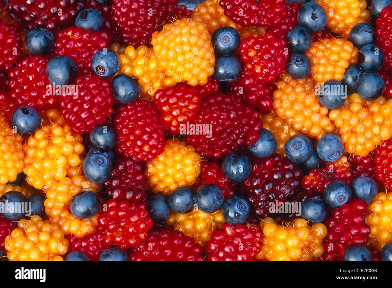 Close up of Salmon & Blue berries ensemble Juneau en Alaska du Sud-est de l'été Banque D'Images