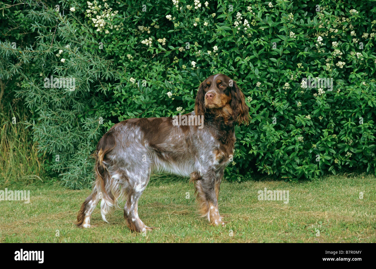 Picardie Spaniel - standing on meadow Banque D'Images