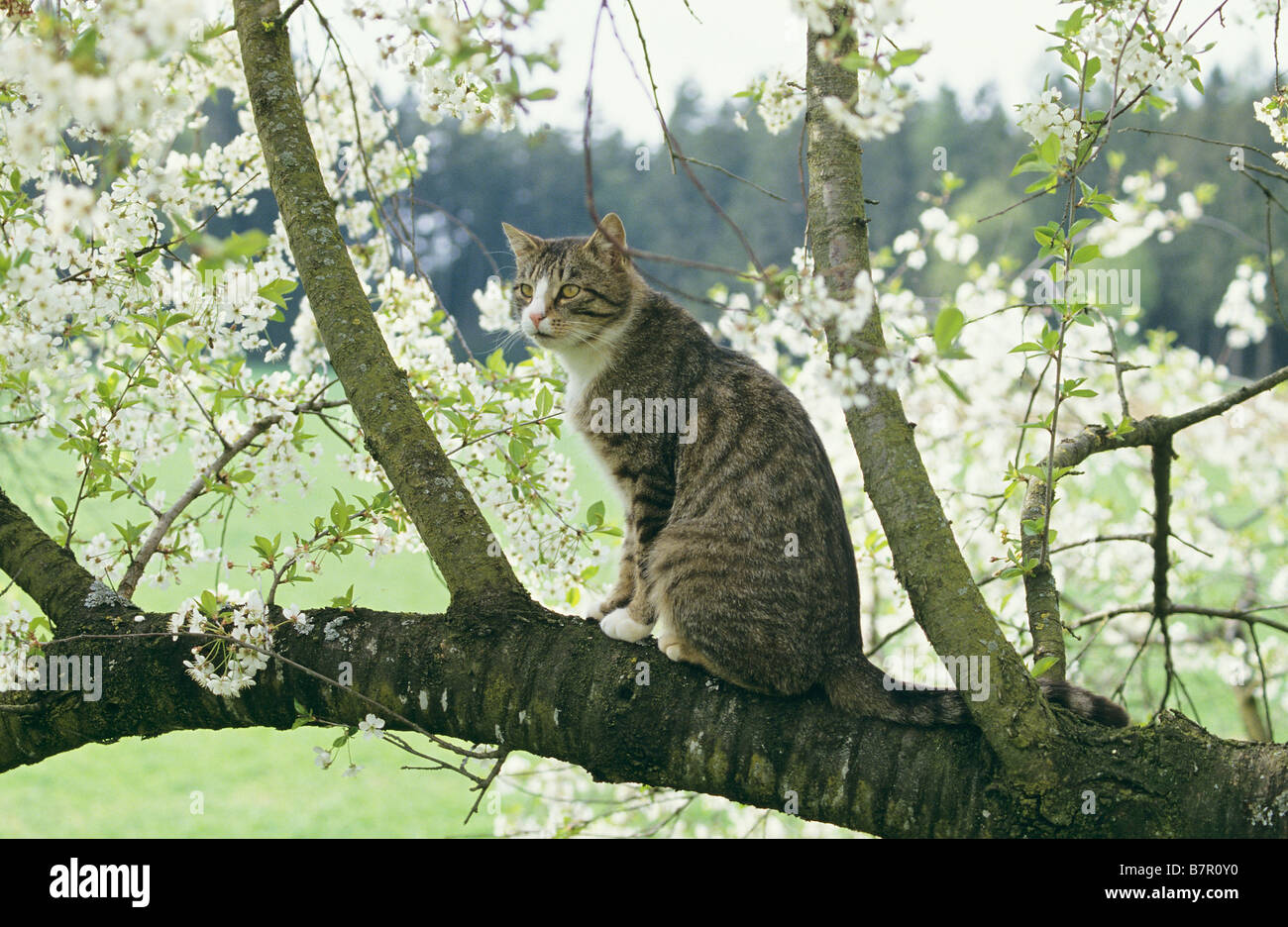Chat tigré - sitting on tree Banque D'Images