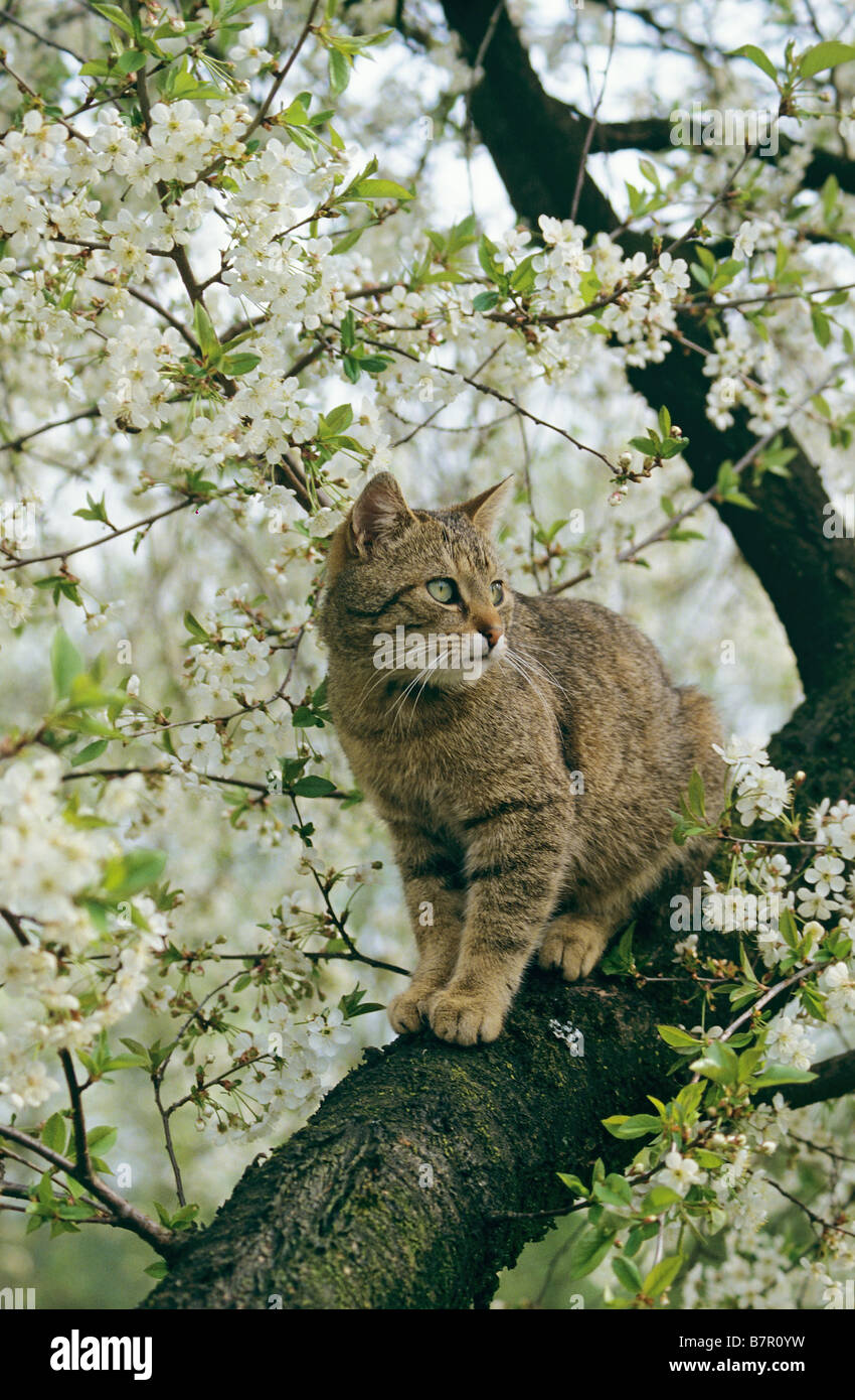 Chat tigré - sitting on tree Banque D'Images