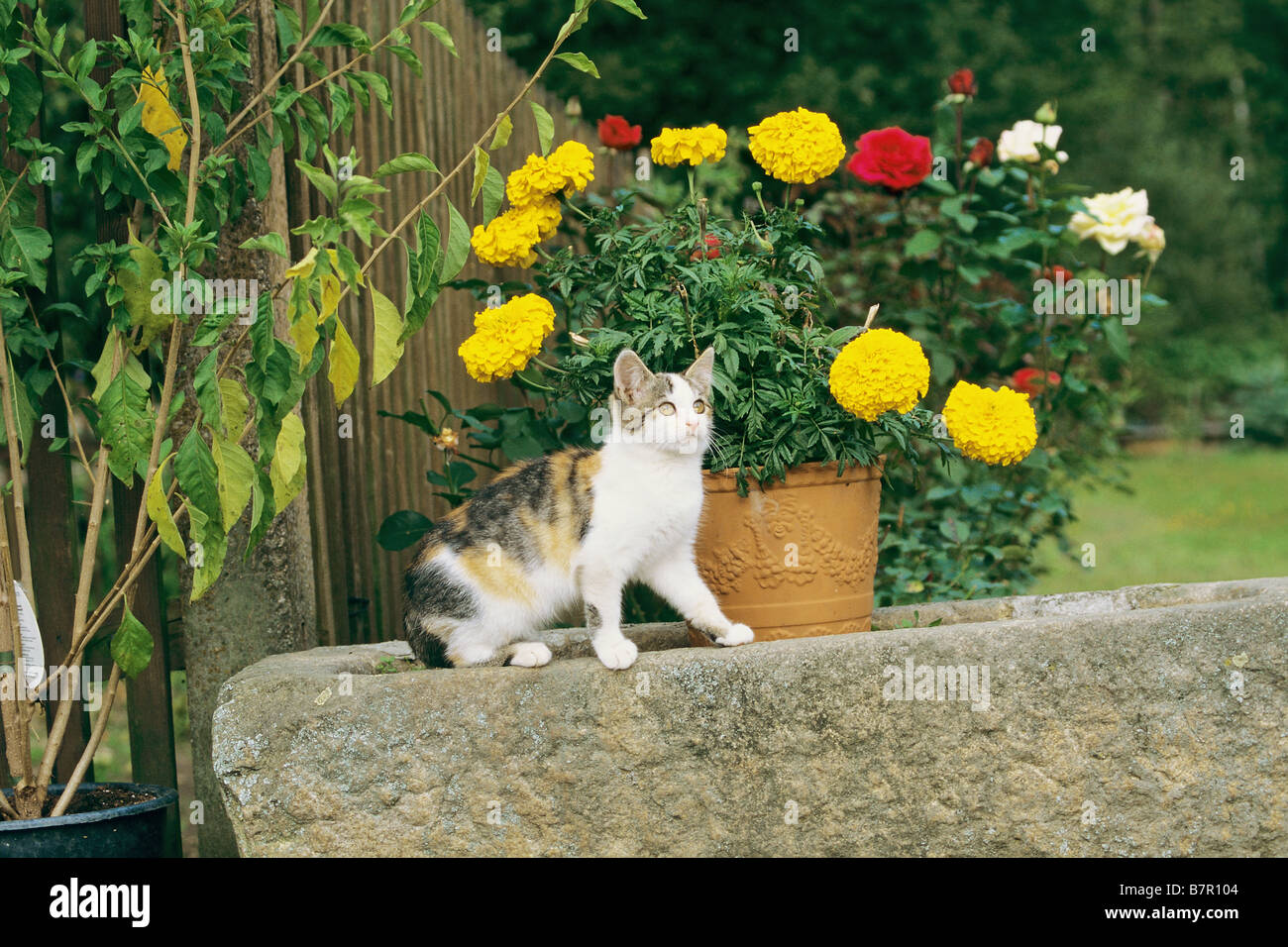 Chat domestique - assis dans le jardin Banque D'Images