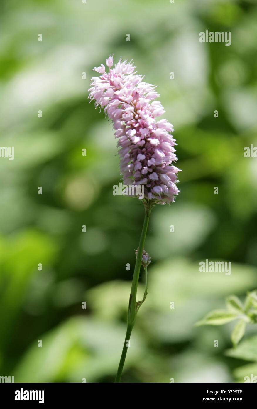 Aka la bistorte Renouée bistorte renouée ou commun, Persicaria bistorta ou Polygonum bistorta, Polygonaceae. Une fleur sauvage Banque D'Images