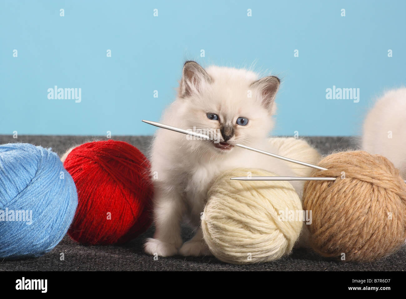 Birman. Chaton avec aiguille à tricoter dans sa bouche Banque D'Images Birman. Chaton avec aiguille à tricoter dans sa bouche Banque D'Images