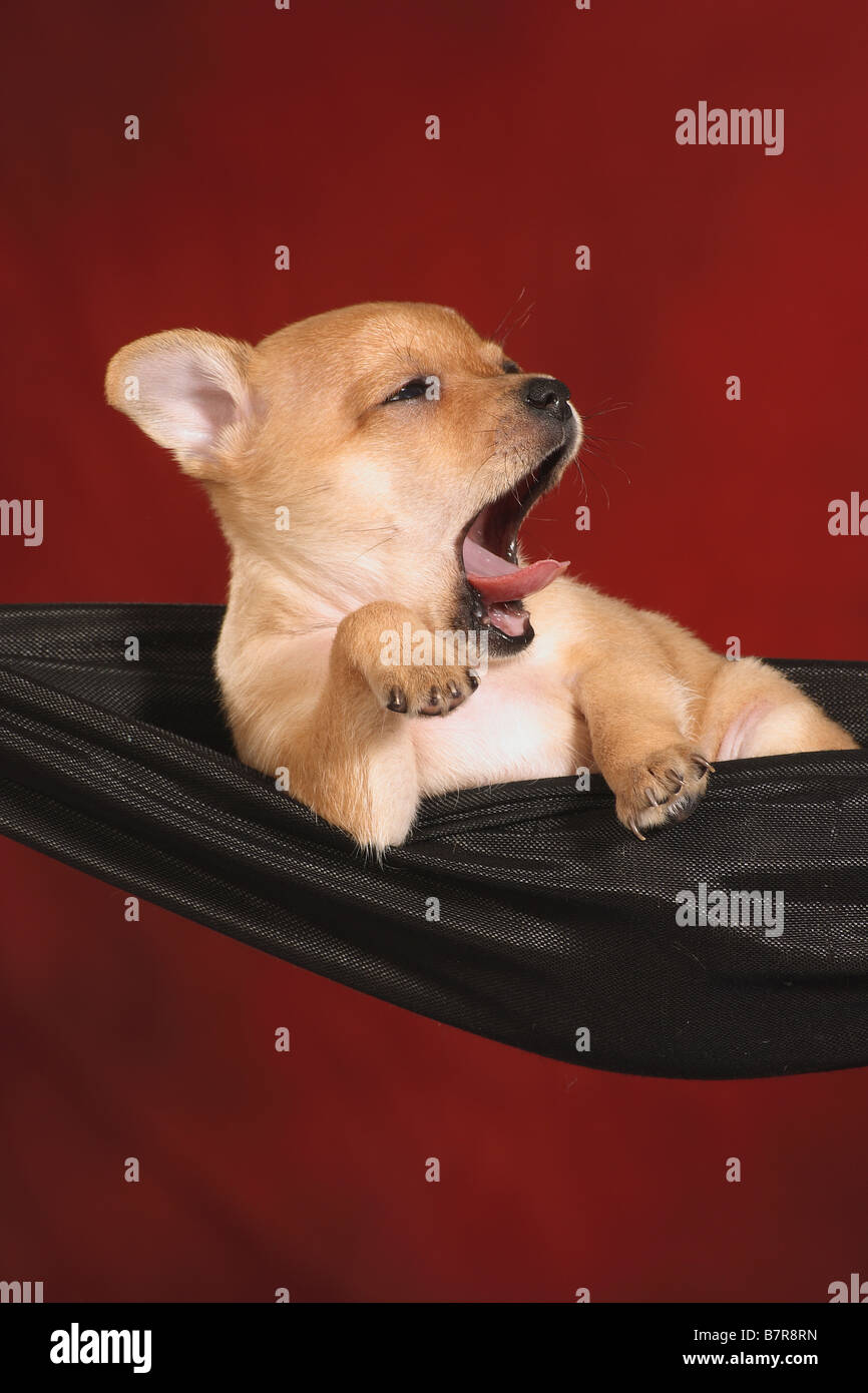 Jouet chien terrier russe - chiot yawning in hammock Banque D'Images Jouet chien terrier russe - chiot yawning in hammock Banque D'Images