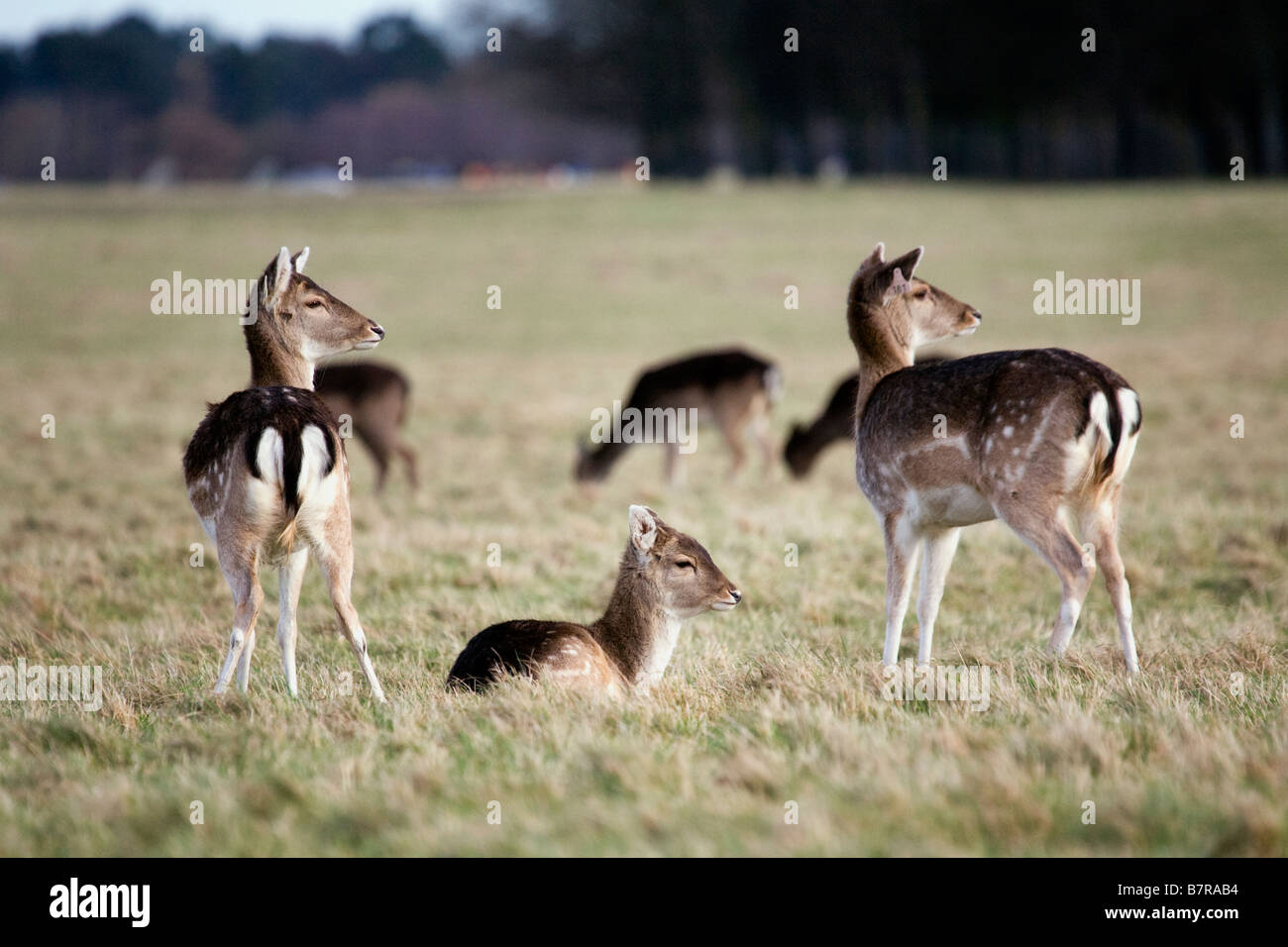 En Daim le Phoenix Park, Dublin, Irlande Banque D'Images