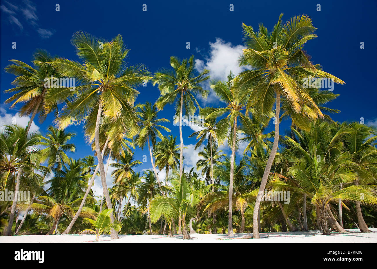 Plage sur l'île de Saona NATIONAL Parque del Este RÉPUBLIQUE DOMINICAINE CARAÏBES Banque D'Images