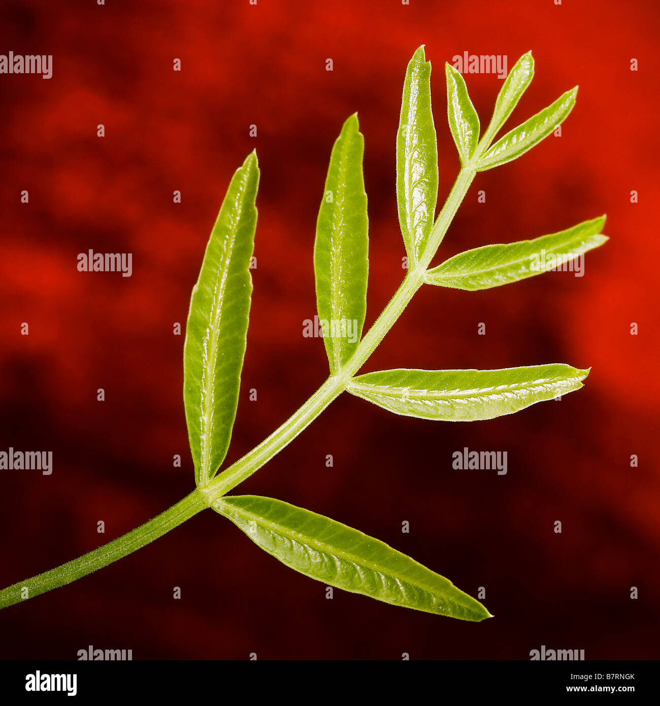 Rouge et vert Banque D'Images