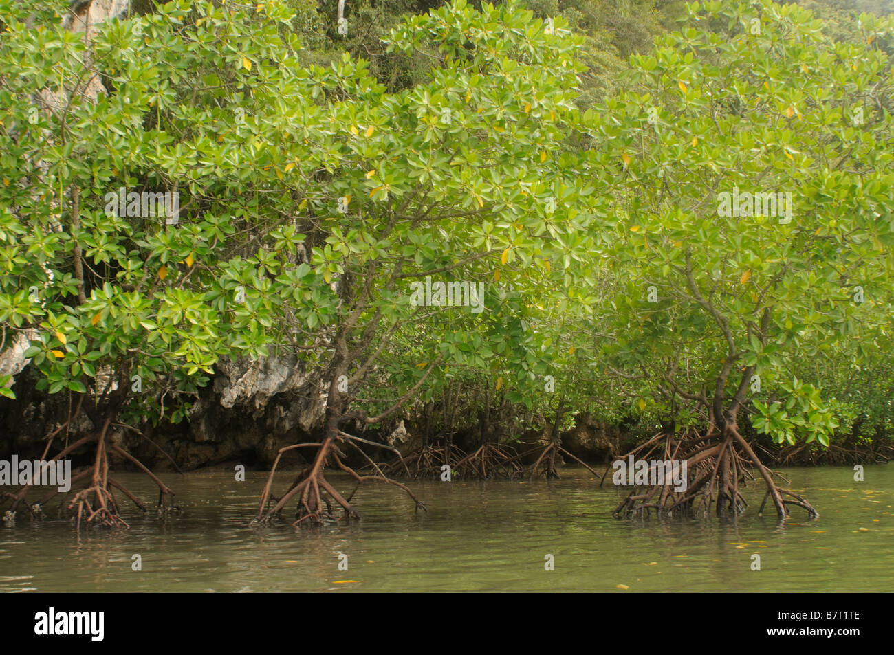 Mangroves, Ao Thalane, Thaïlande Banque D'Images