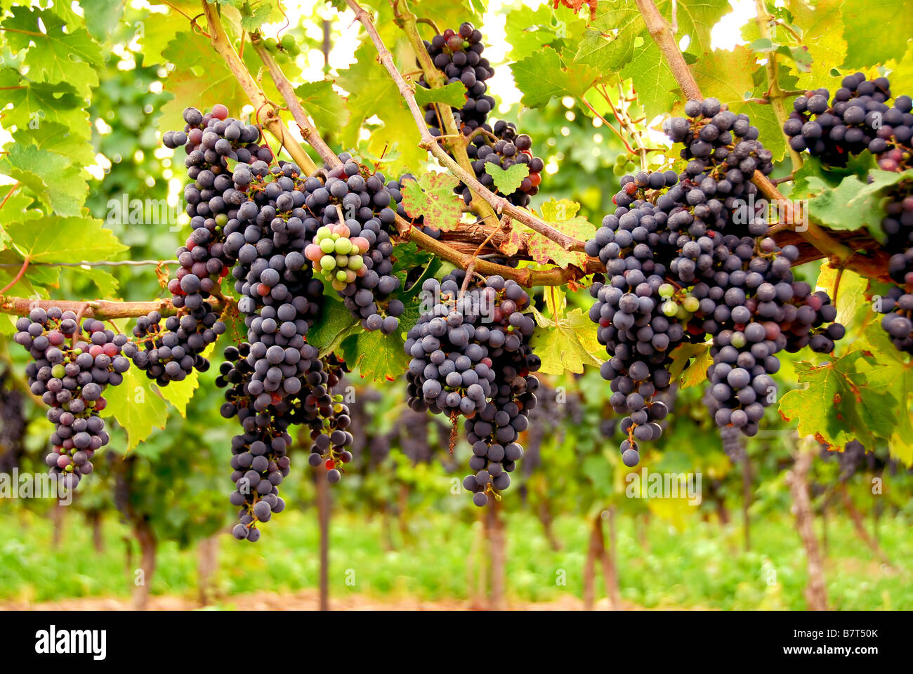 Baies Rouges Sur Vigne Champs de vignes jaunes et rouges Banque de photographies et d’images à ...