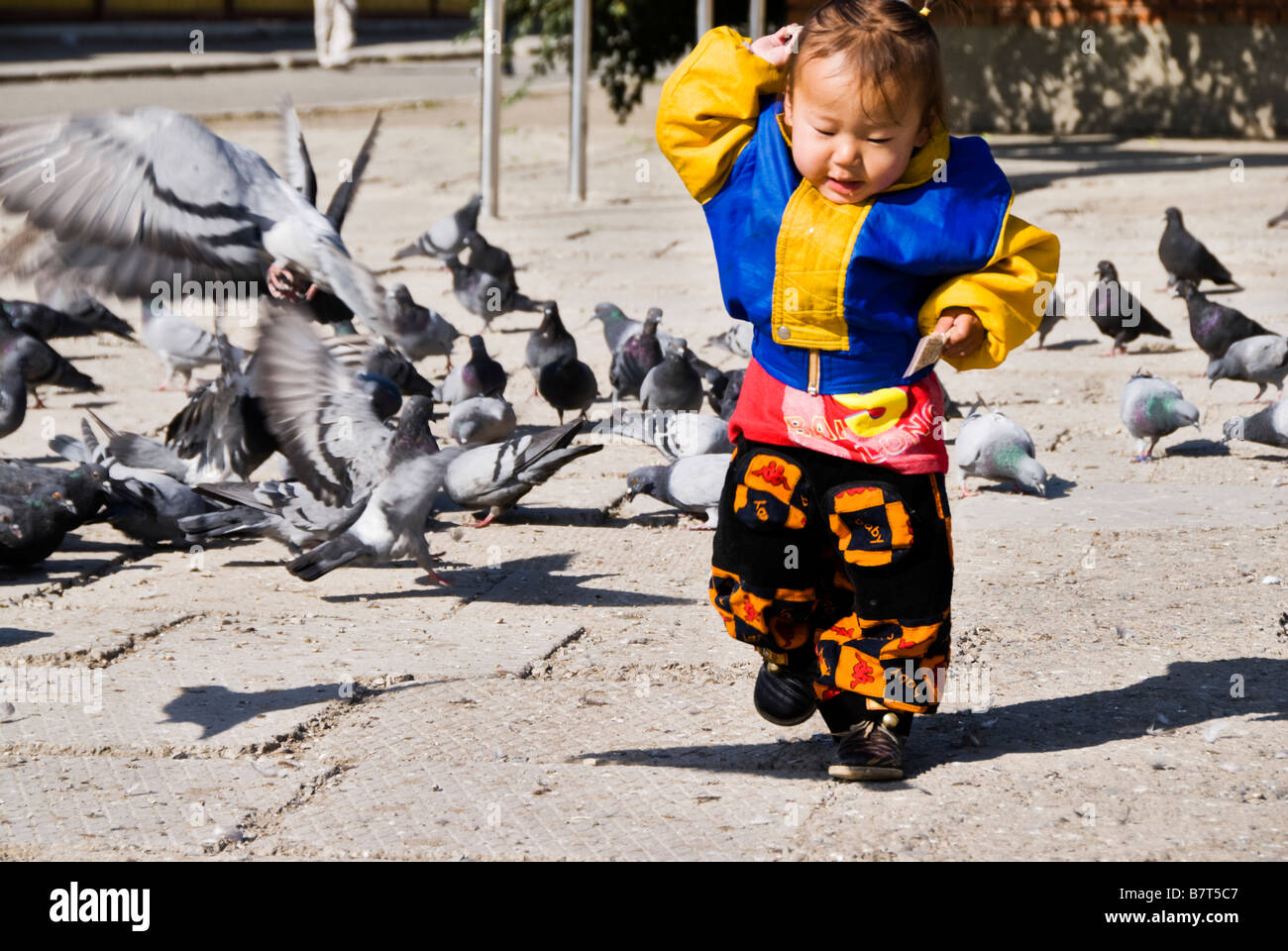 Jeune fille jouant avec pidgeons de Mongolie, Oulan Bator, Mongolie. Banque D'Images
