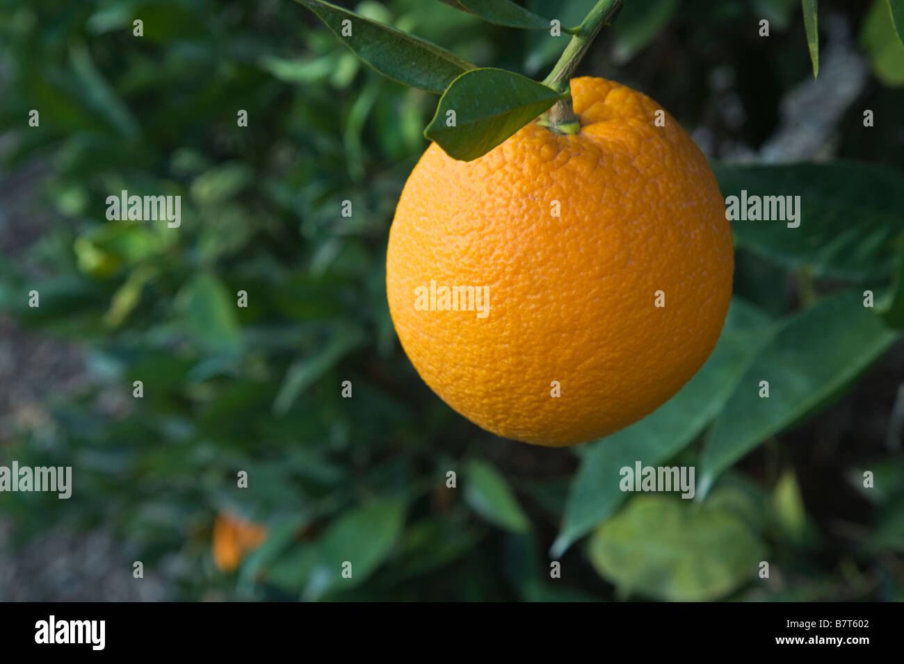 Orange Navel 'Washington' hanging on branche. Banque D'Images