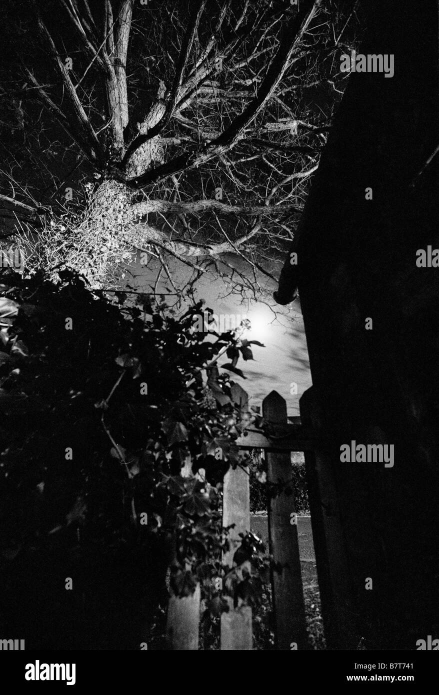 Tree a souligné par la lune de nuit au-dessus d'une clôture de jardin Banque D'Images