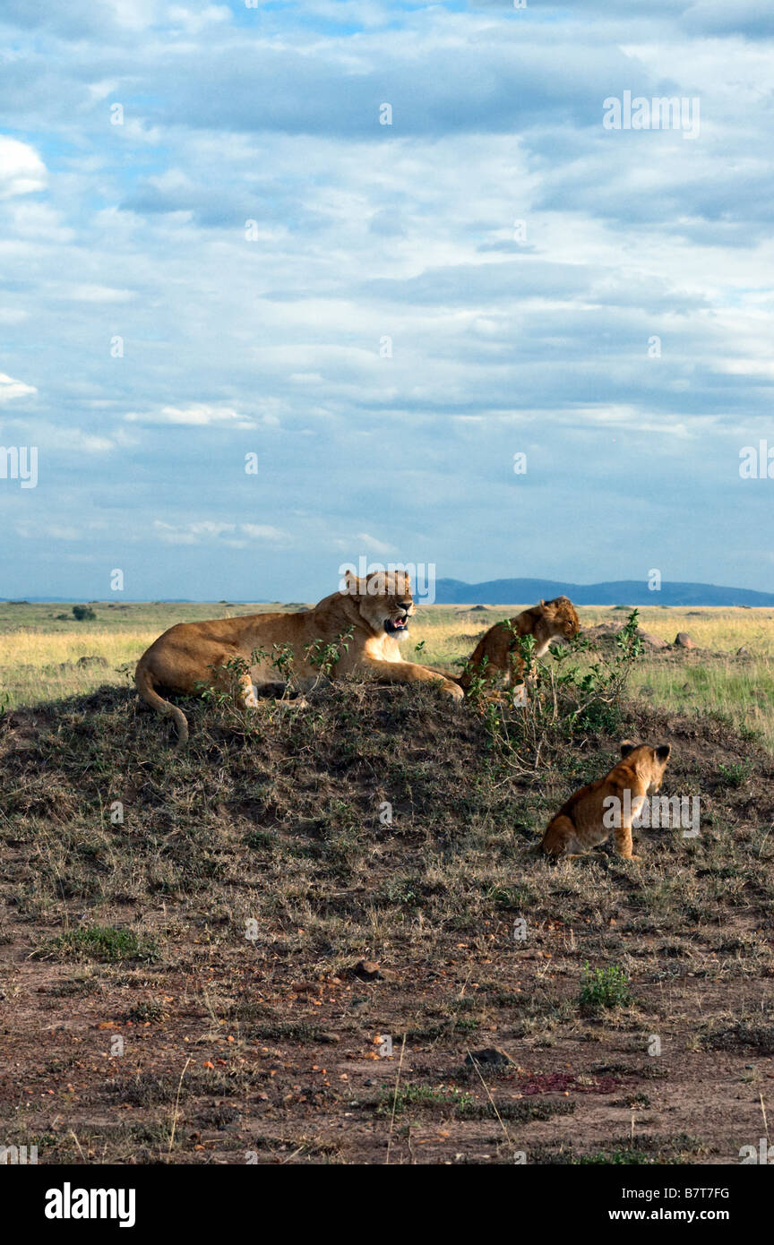 Lionne africaine démontrant son rancune en grondant sur ses petits Banque D'Images