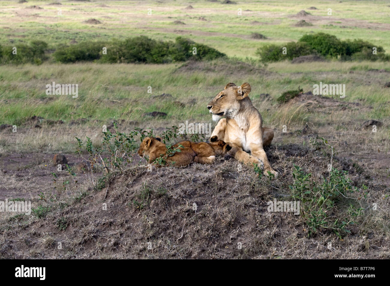 Lionne africaine sur regarder tandis que ses deux petits aux côtés de couchage Banque D'Images