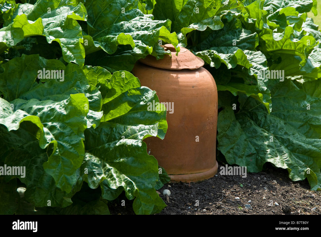 La rhubarbe et un pot pot forçant la rhubarbe Banque D'Images