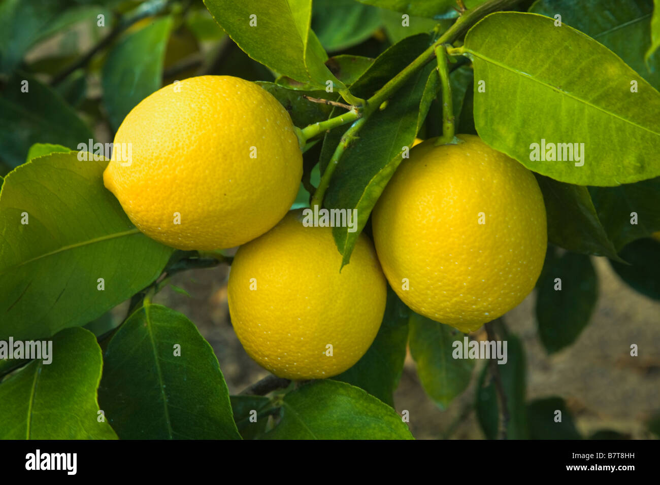 Citrons mûrs "Lisbonne" variété sur branch . Banque D'Images