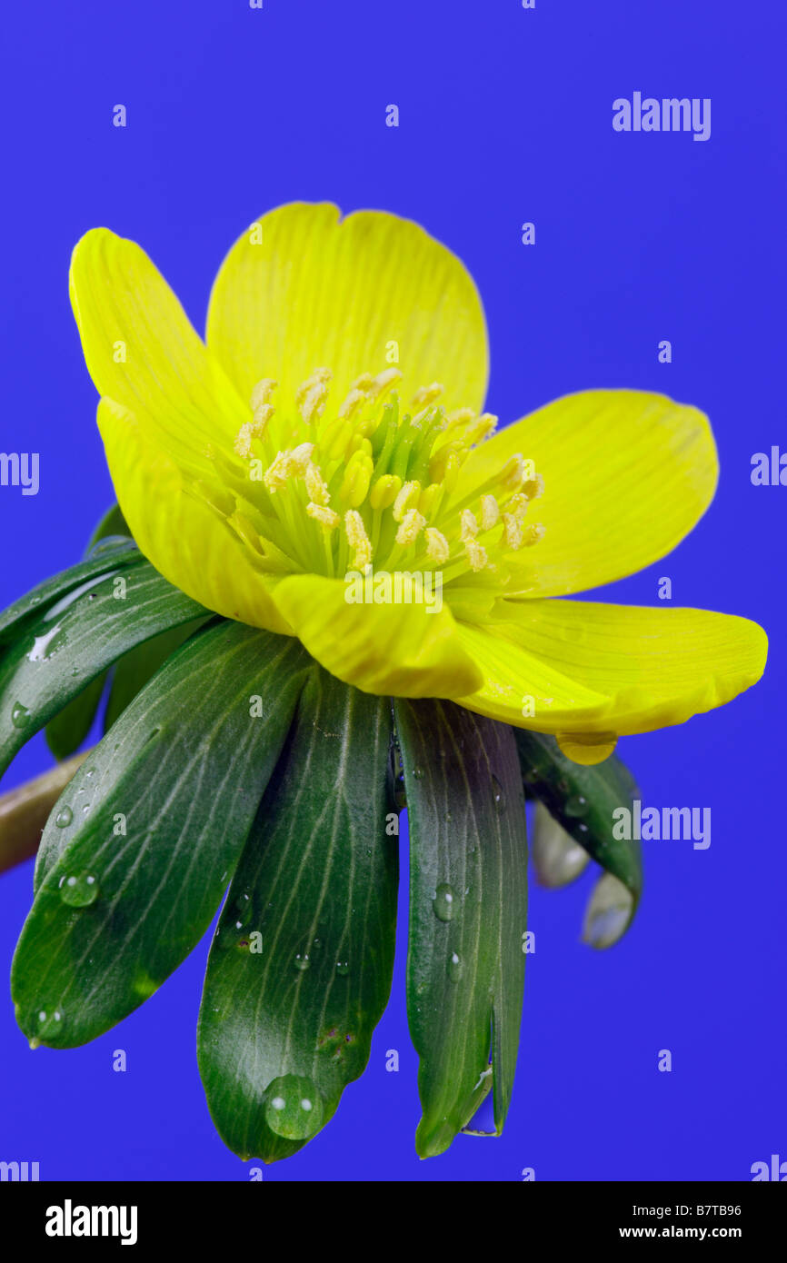 Eranthis hyemalis Aconit d'hiver close up Banque D'Images