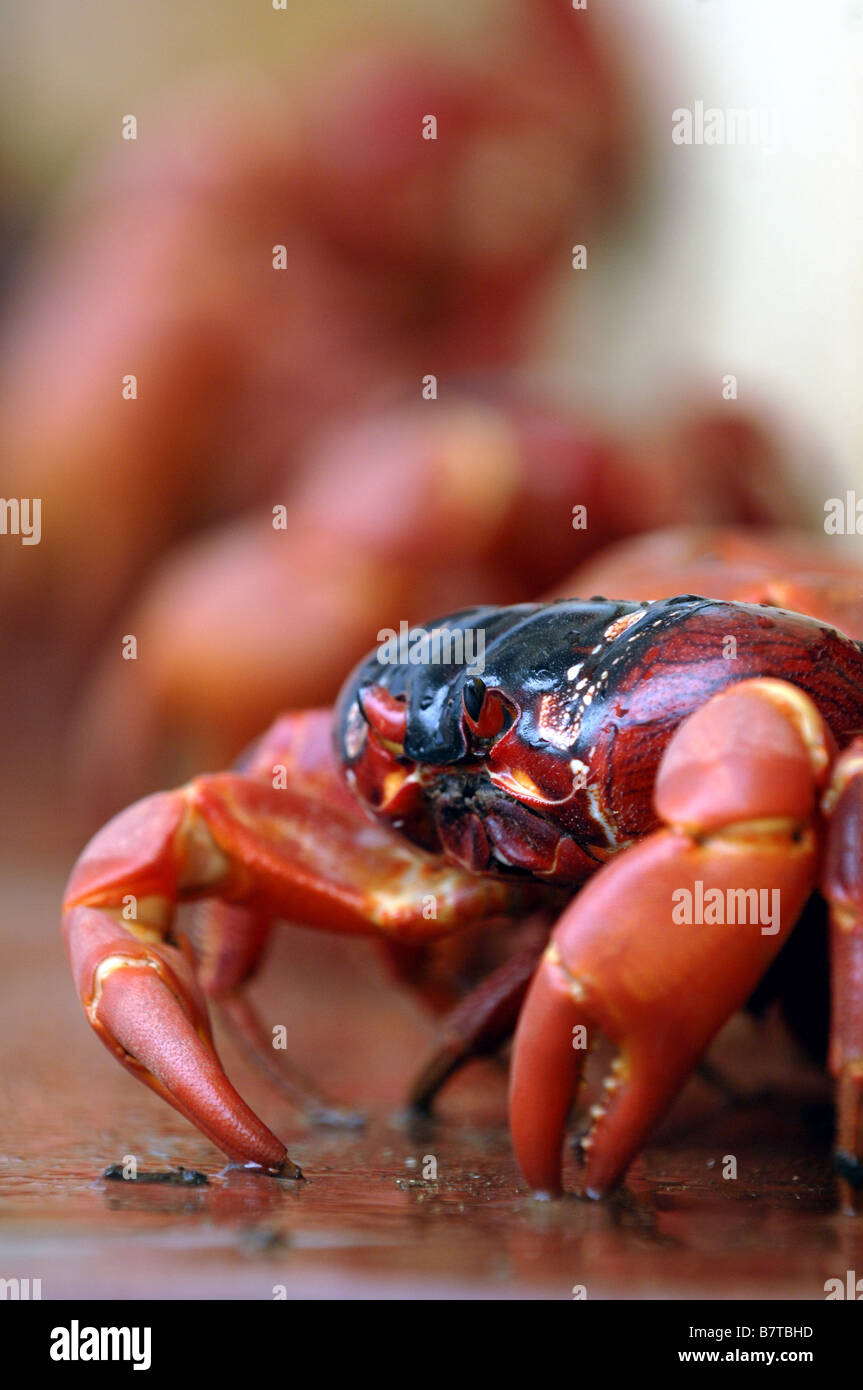 Les crabes rouges se rassembler dans une porte au cours de leur migration de reproduction annuel sur l'île de Noël , l'ouest de l'Australie Banque D'Images
