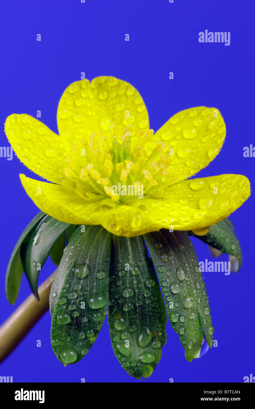 Aconit d'hiver. Eranthis hyemalis close up Banque D'Images