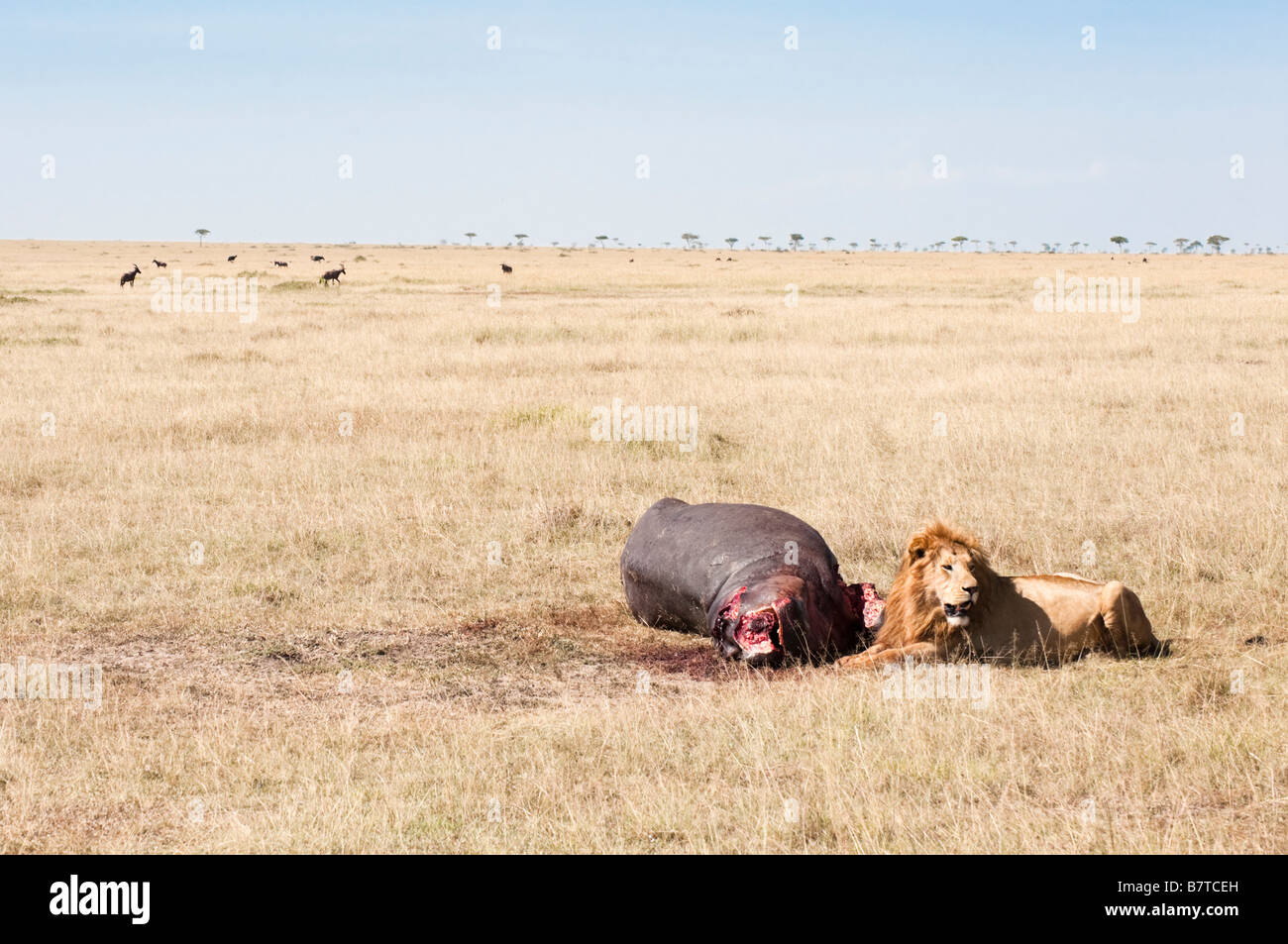 Lion male au visage ensanglanté et mane reposant après l'alimentation sur la carcasse d'hippopotame Banque D'Images