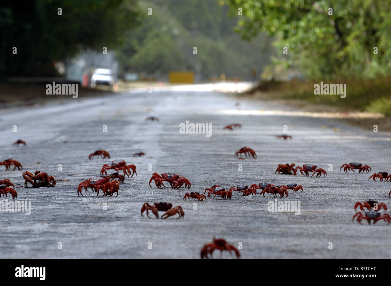 Les crabes rouges traverser la route au cours de leur migration de reproduction annuel sur l'île de Noël au large de la côte nord de l'Australie Occidentale Banque D'Images