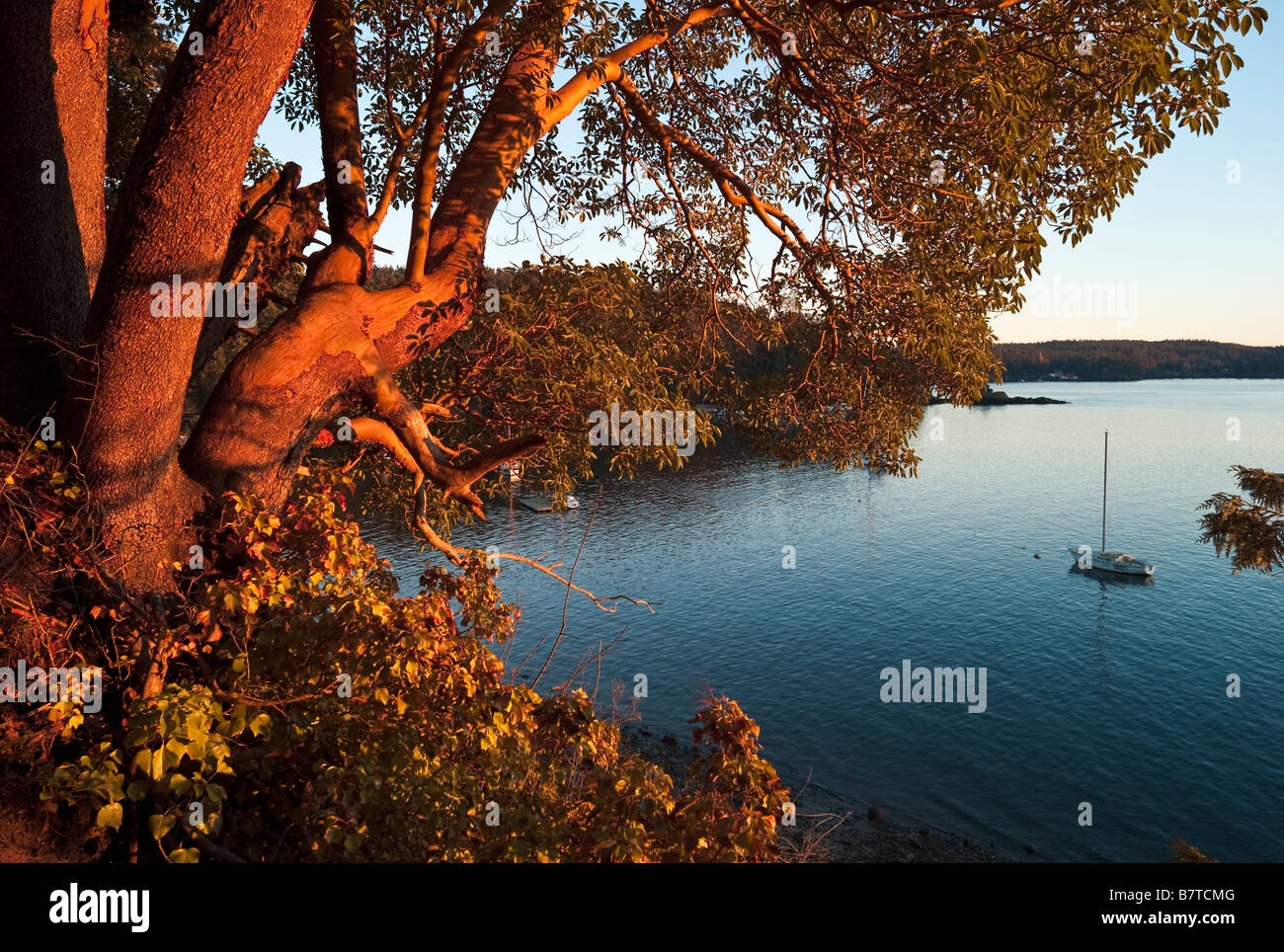 L'arbousier ou arbre de Madrone Orcas Island Washington USA Banque D'Images