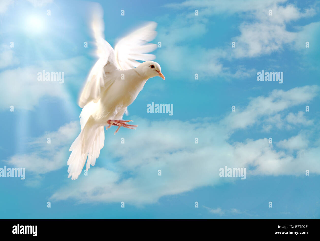 Colombe blanche volant isolé sur ciel bleu Banque D'Images