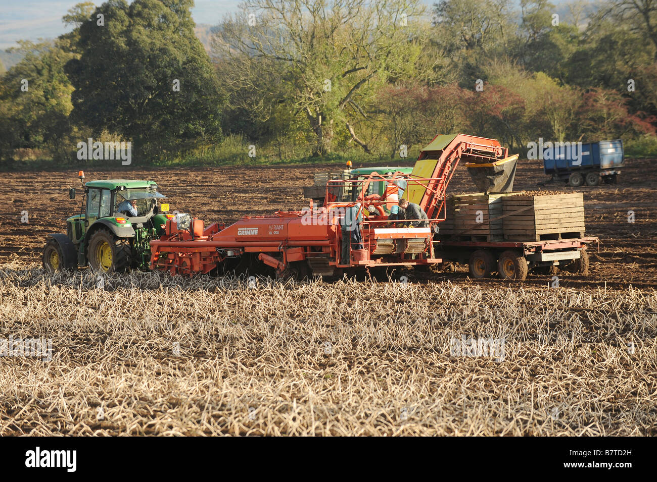 L'utilisation de machines agricoles de choisir des pommes de terre Banque D'Images