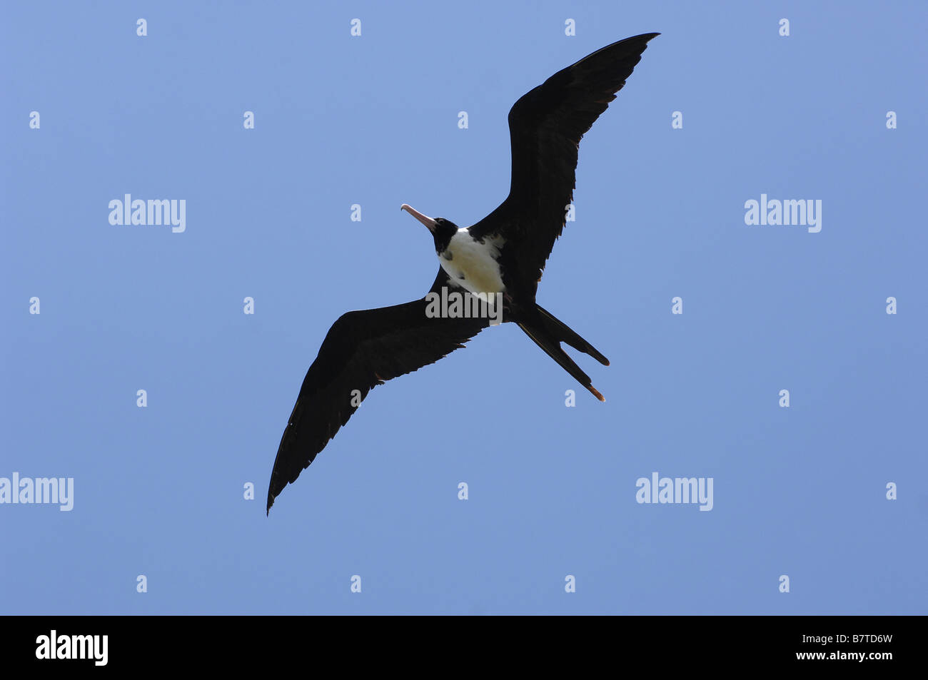 Une frégate oiseau vole dans le ciel bleu sur l'île de Noël au large de la côte nord de l'Australie Occidentale Banque D'Images