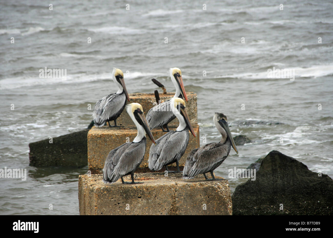 Troupeau de pélicans réunis assis sur le rivage Banque D'Images