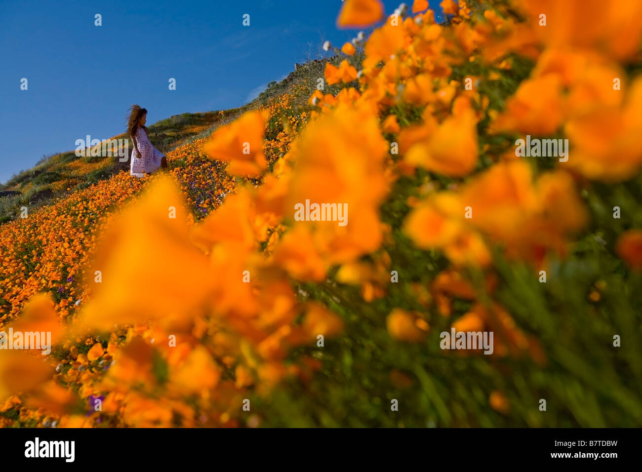 Petite fille 7 ans picking coquelicots de Californie à partir d'une colline à lake elsinore dans le comté de Riverside en Californie usa MR Banque D'Images