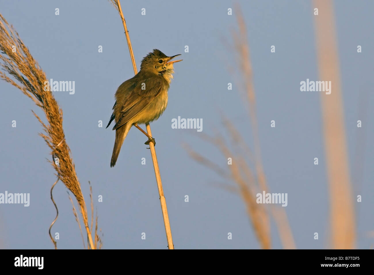 (Acrocephalus scirpaceus reed scirpaceus), assis sur reed, le chant, l'Allemagne, Rhénanie-Palatinat Banque D'Images