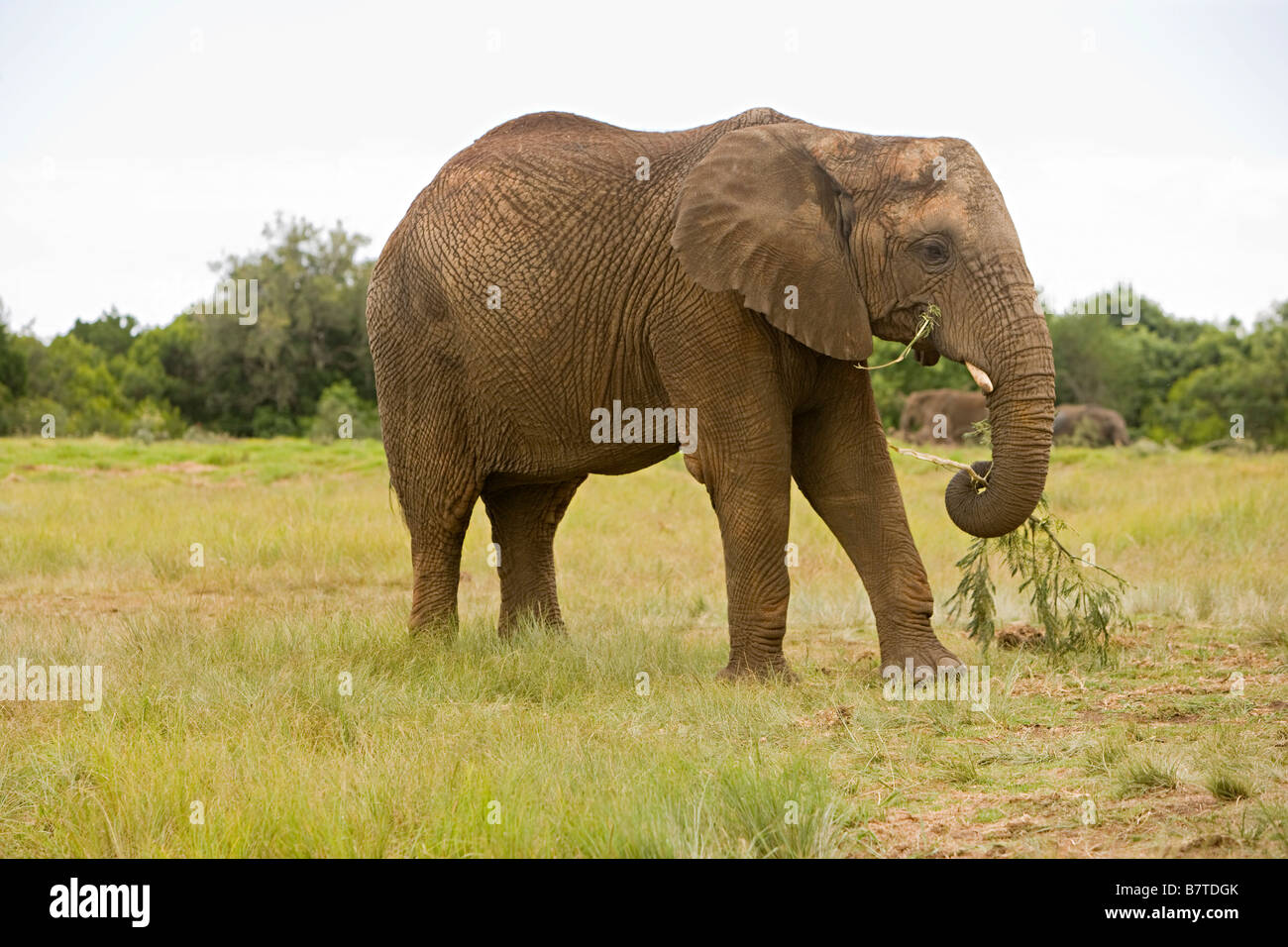 Verdure manger l'éléphant en Afrique du Sud. Banque D'Images