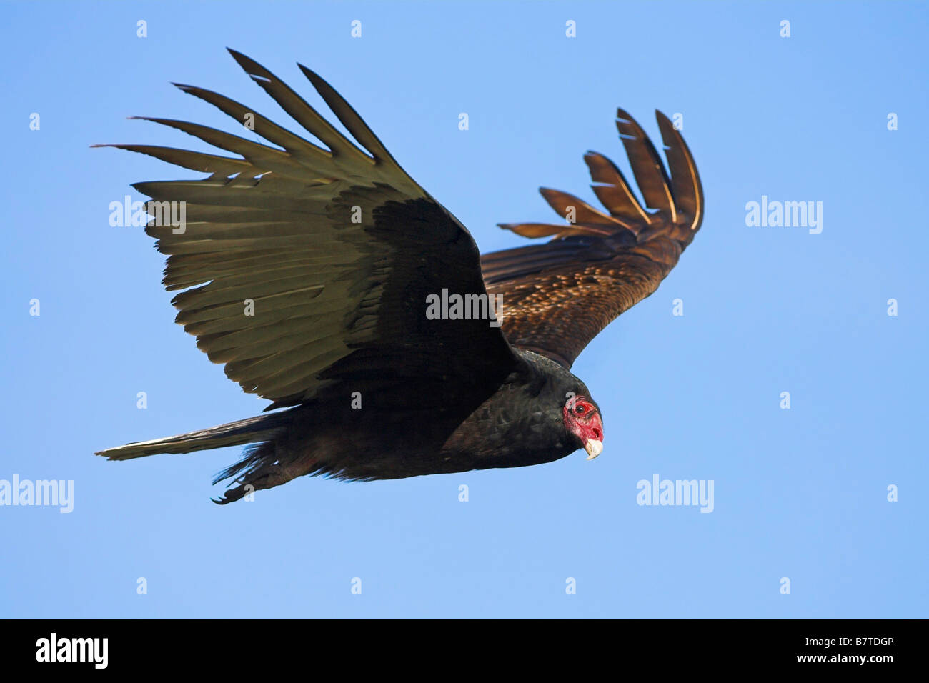 Urubu à tête rouge (Cathartes aura), voler, USA, Floride Banque D'Images