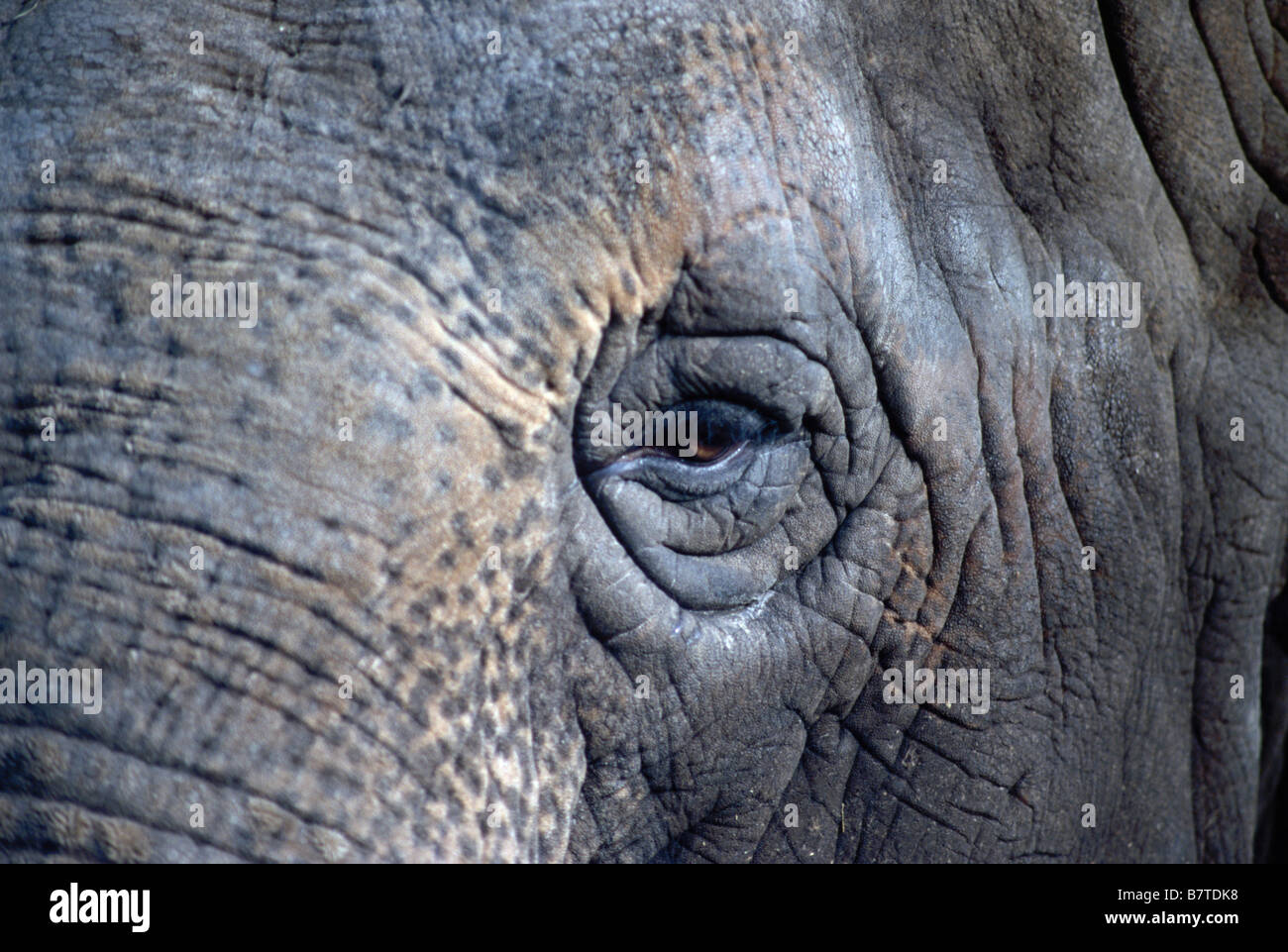 Œil de l’éléphant Banque D'Images