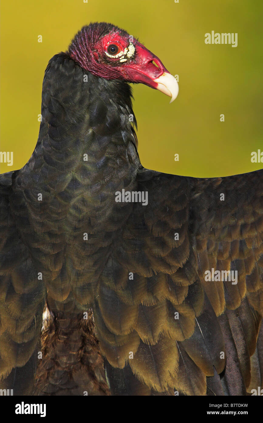 Urubu à tête rouge (Cathartes aura), portrait, USA, Floride Banque D'Images