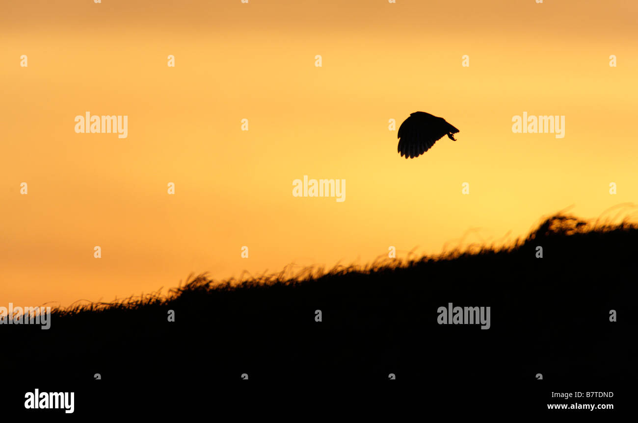 Effraie des clochers Tyto alba chasse en soir lumière Welney Norfolk Banque D'Images