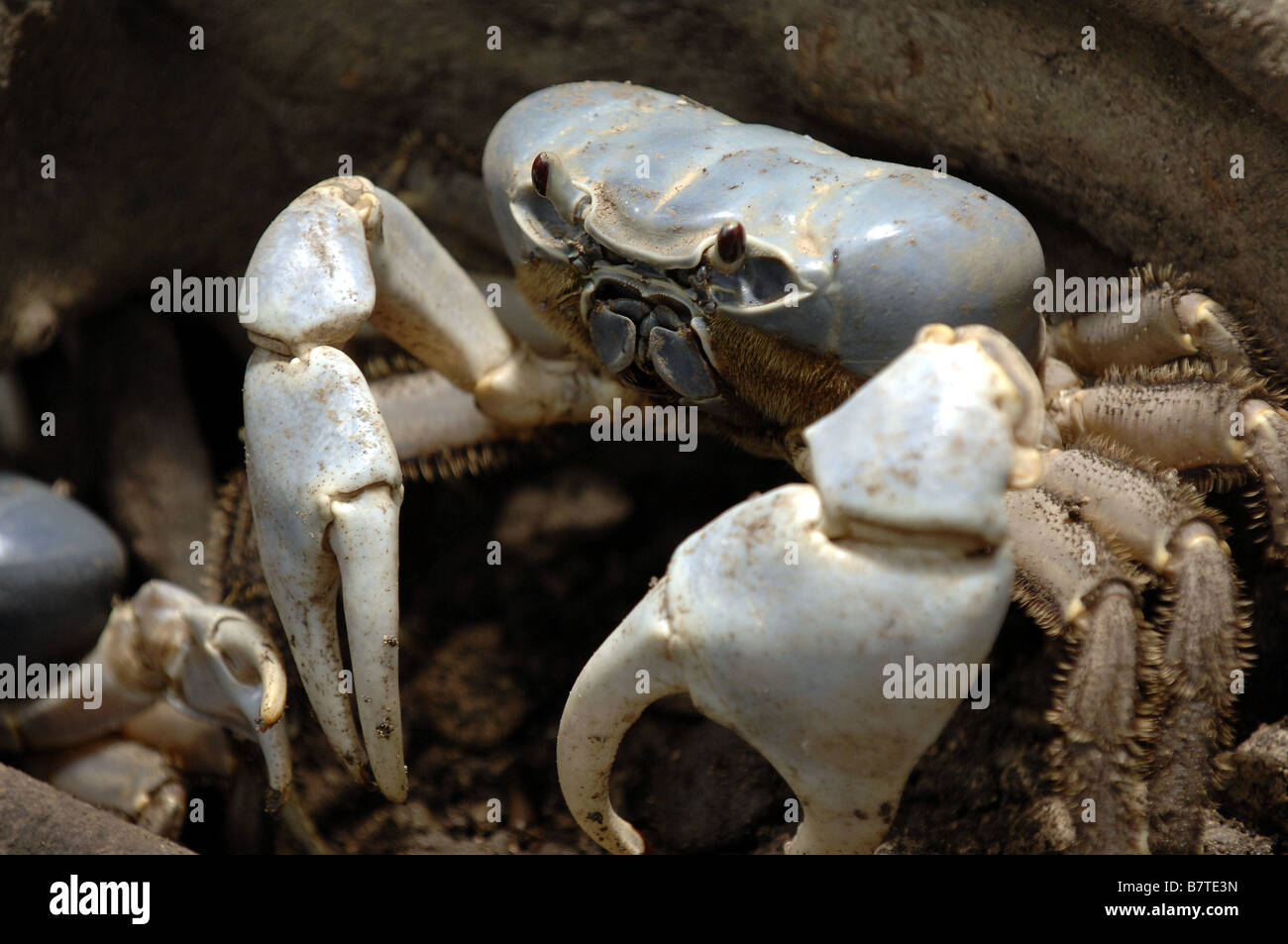 Un crabe voleur sur l'île de Noël au large de la côte nord de l'Australie Occidentale Banque D'Images