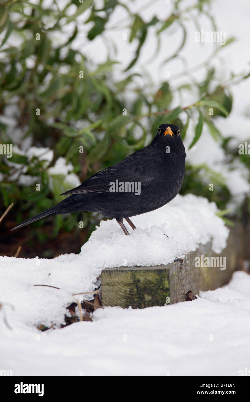 Blackbird Turdus merula en jardin dans la neige Potton Bedfordshire Banque D'Images