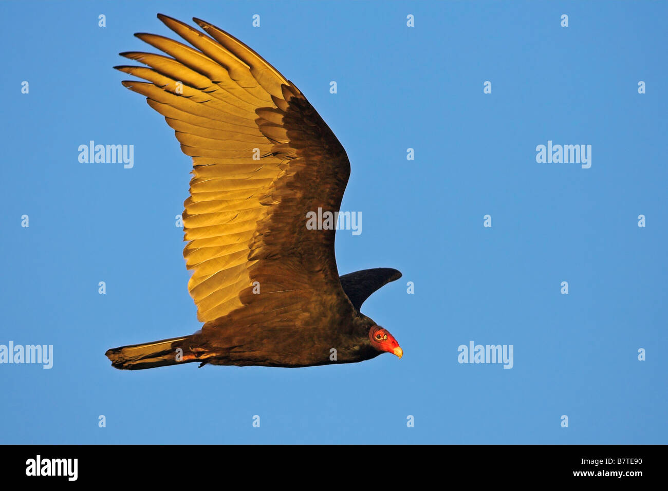 Urubu à tête rouge (Cathartes aura), voler, USA, Floride Banque D'Images
