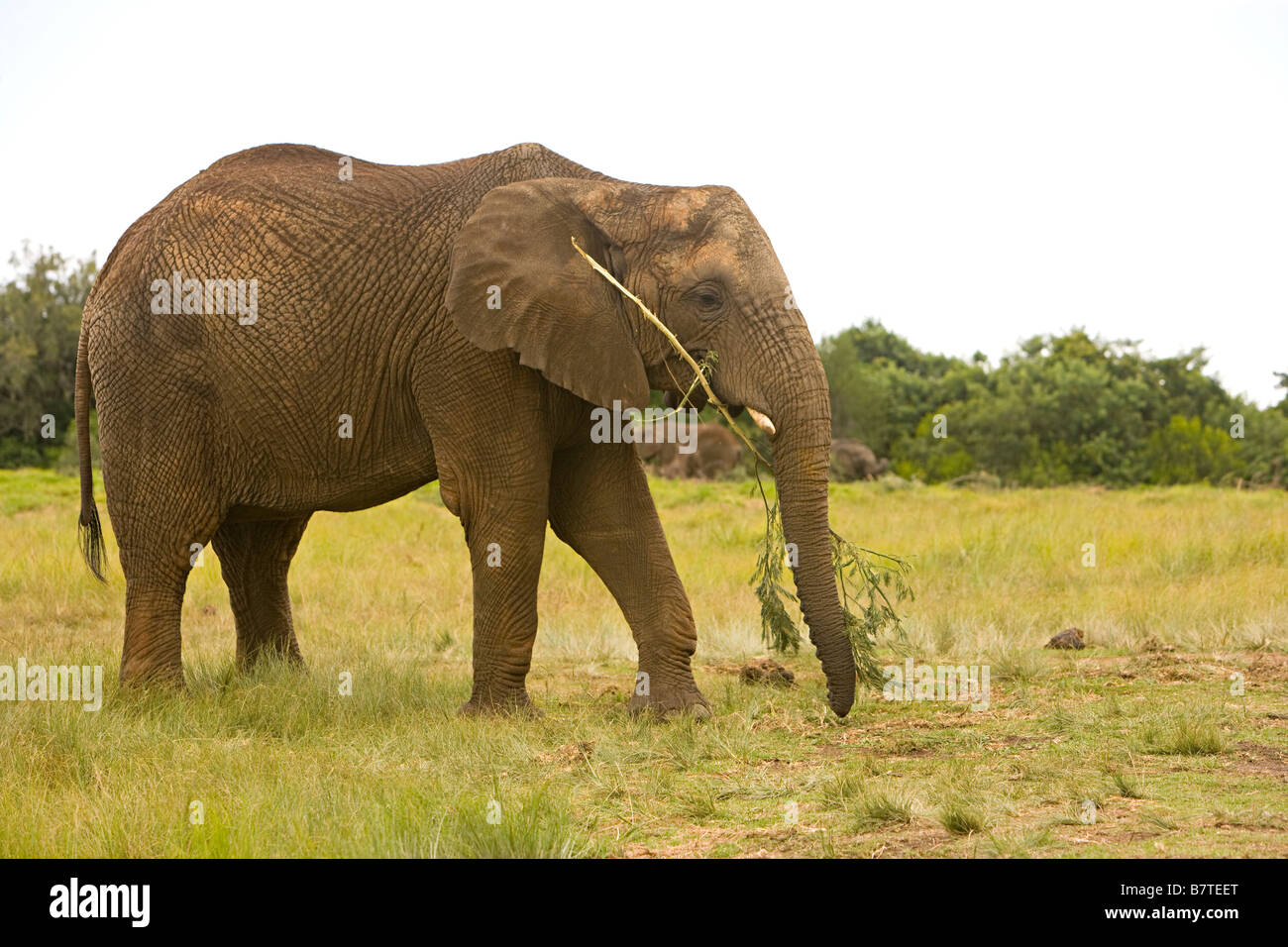 Verdure manger l'éléphant en Afrique du Sud. Banque D'Images